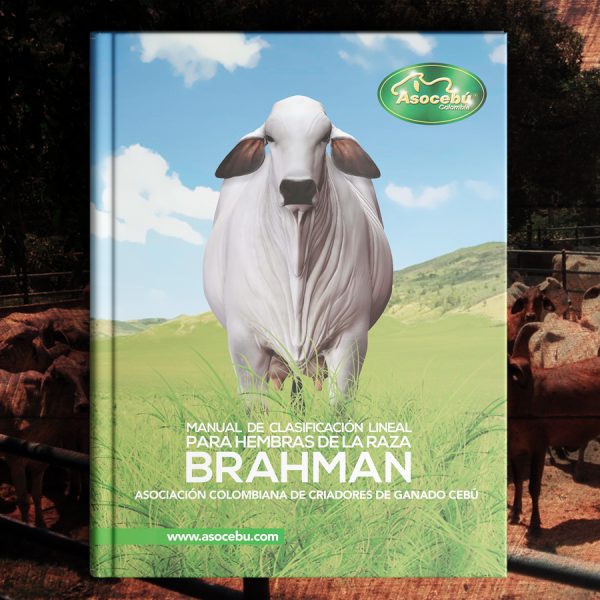 Manual-de-clasificacion-lineal